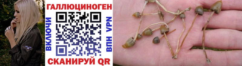 где можно купить наркотик  Белебей  Псилоцибиновые грибы Psilocybine cubensis 